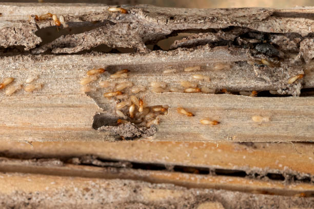 Best Commercial Pest Control Services  in Haskell, TX