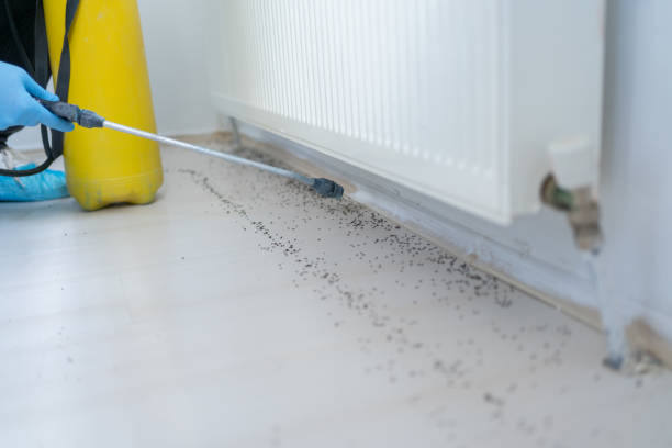 Best Termite Control Services  in Haskell, TX
