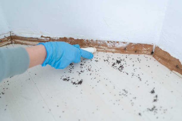 Best Mosquito Control Services  in Haskell, TX